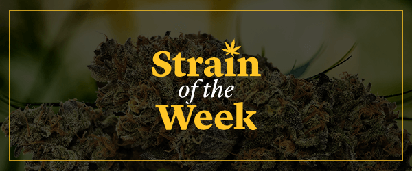 strain of the week